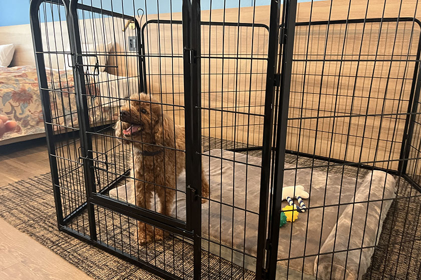 DOG